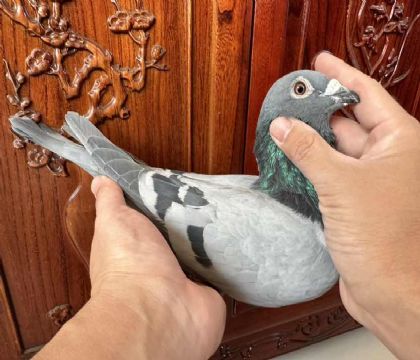 臺灣海翔五關綜合97等“恐怖59近親回血”