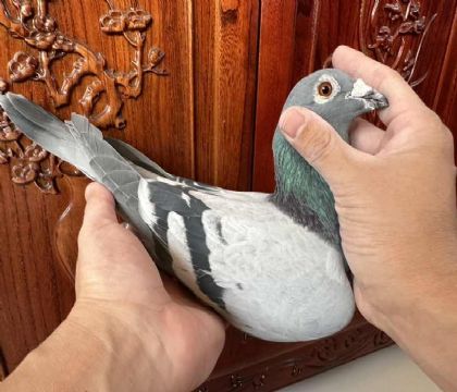 臺灣海翔五關綜合優(yōu)勝“恐怖59X修斯肯.馮來爾”