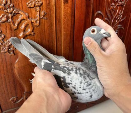 臺灣海翔大北區(qū)參賽鴿“修斯肯.馮來爾近親回血X恐怖59”