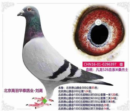 北京房山鴿會1000元組特比環(huán)三關(guān)綜合14名 雄