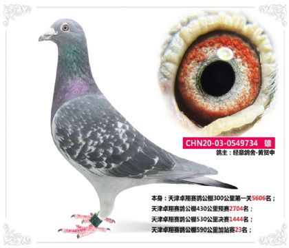 天津卓翔賽鴿公棚590公里加站賽23名 雄