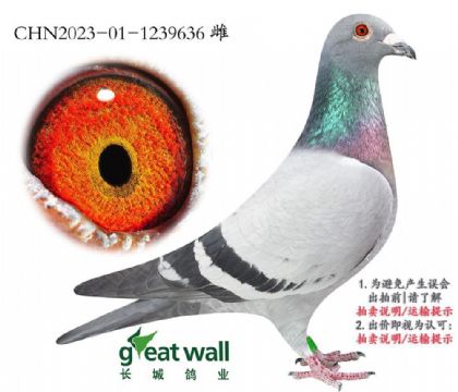 中國北京長城鴿業(yè)”---保時捷636 雌