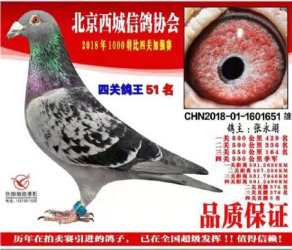 北京西城鴿會第四關(guān)500公里季軍 雄