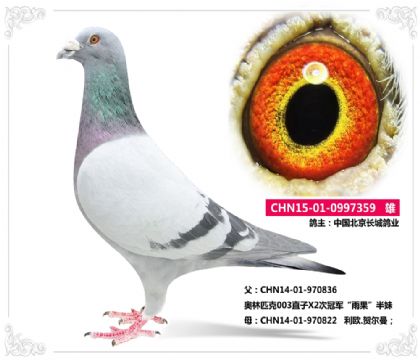 中國北京長城鴿業(yè)---利歐.賀爾曼359 雄