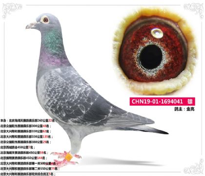 北京大興翔和賽鴿俱樂部雙關(guān)綜合鴿王5名 雄