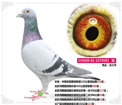 北京鴻翔賽鴿俱樂部雙關(guān)綜合69名 雄