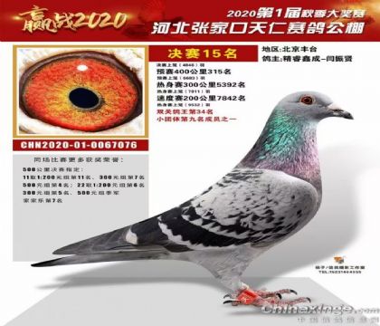 張家口天仁賽鴿公棚雙關(guān)鴿王34名 雌