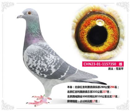 北京西城鴿會500元特比環(huán)550公里北區(qū)37名 雌