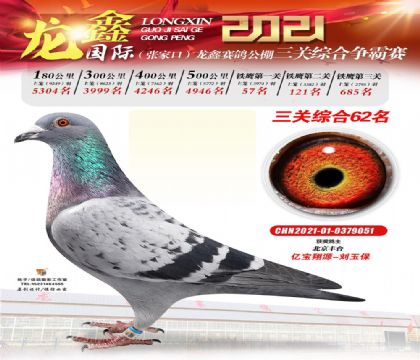張家口龍鑫公棚(大棚)三關(guān)爭霸賽綜合鴿王62名 雄