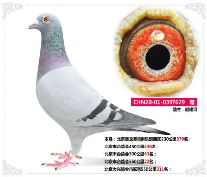 北京豐臺鴿會550公里22名 雌