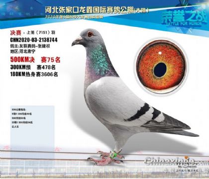 張家口龍鑫賽鴿公棚(大棚)500公里決賽75名 雄