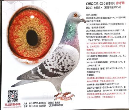 開爾鴿業(yè)---克里斯。赫伯瑞098 雌