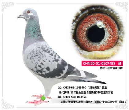 北京愛亞卡普 ---“所向無敵”X奶酪小子488 雌