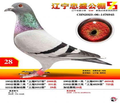 遼寧忠盛賽鴿俱樂部(春棚)522公里加站賽28名 雄