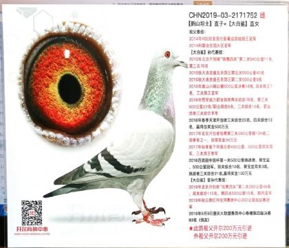 開爾鴿業(yè)---克里斯.赫伯瑞752 雌