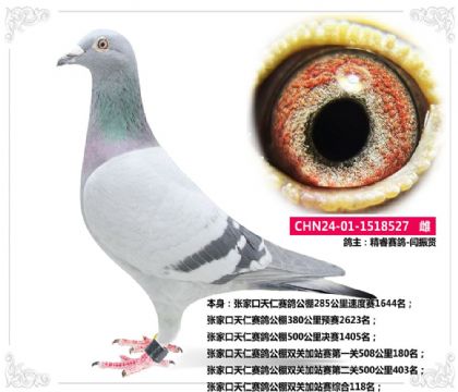 張家口天仁賽鴿公棚雙關(guān)加站賽綜合118名 雌