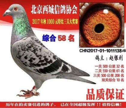 趙銀利--北京西城鴿會三關(guān)綜合58名 雌