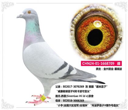 金州鴿業(yè)-董曉波”--- 路克.西翡709 雌