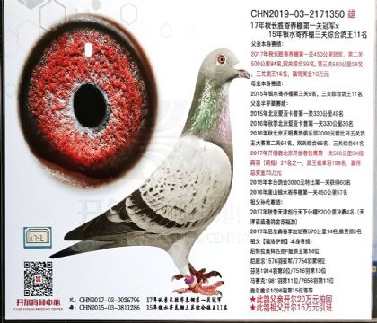 開爾鴿業(yè)---利奧X克里斯.赫伯瑞×楊.歐瓦克350 雄