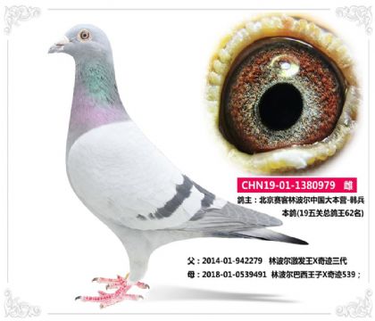 (19五關(guān)總鴿王62名) 979 雌