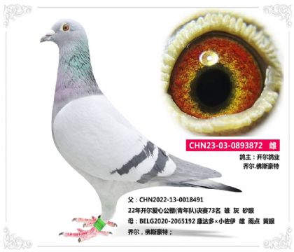 開爾鴿業(yè)=--喬爾.佛斯豪特 872 雌