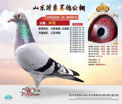 山東沂蒙賽鴿公棚(春棚)雙關(guān)鴿王40名 雌
