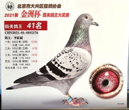 北京大興鴿會金洲杯”四關(guān)鴿王41名 雄
