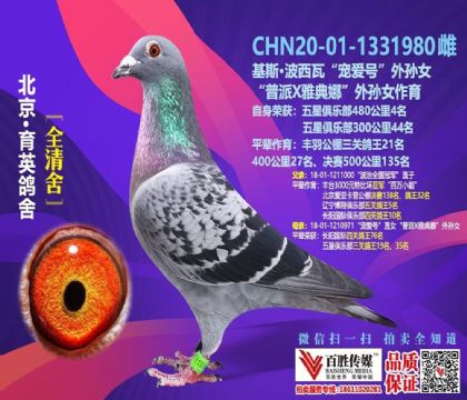 北京育英鴿舍-靳毅特比環(huán)第一關(guān)480公里2613羽4名 雌