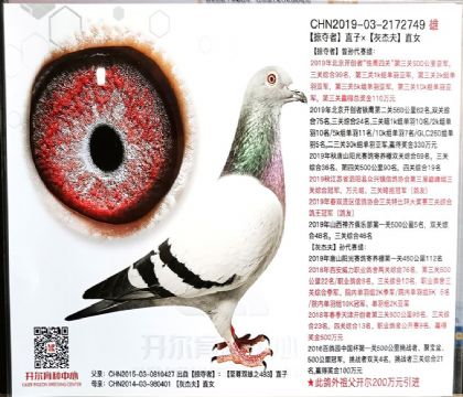 開爾鴿業(yè)---楊.歐瓦克X胡本X福瑞克.阿倫749 雄