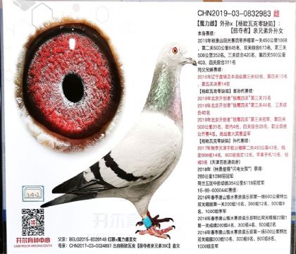 開爾鴿業(yè)---楊.歐瓦克 983 雌
