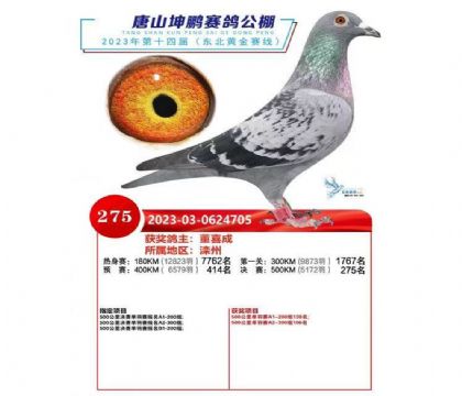 唐山坤鵬賽鴿公棚500公里決賽275名 雄
