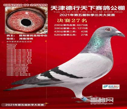 天津德行天下賽鴿公棚雙關(guān)綜合鴿王冠軍 雄