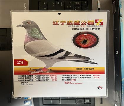 照片隨鴿發(fā)送