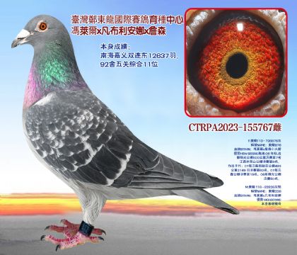 Ϻxp(lin)|P(gun)C11λ