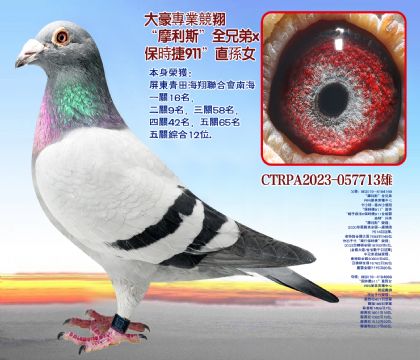 P(gun)C12λѪϵr(sh)911