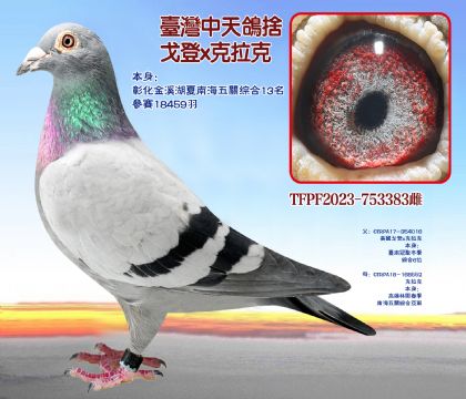 18459ِϺP(gun)C13