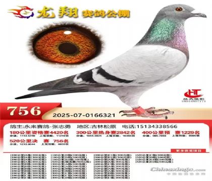 龍翔決賽獲獎(jiǎng)鴿