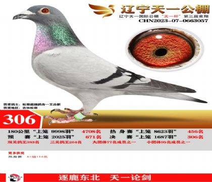 天一公棚獲獎(jiǎng)鴿