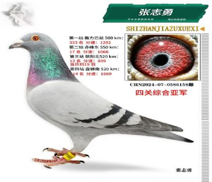 四關(guān)綜合亞軍油田鴿會(huì)