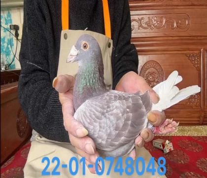 灰利奧近血紅雄8048