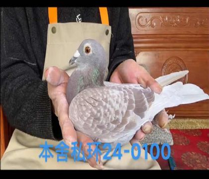 迪克范登布克紅雌0100