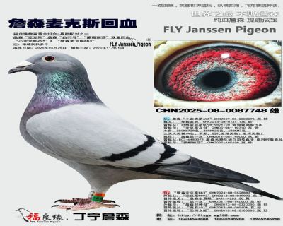 詹森麥克斯回血