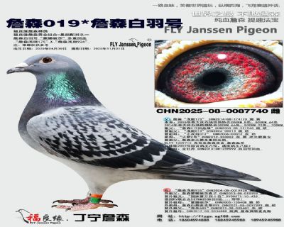 詹森019/詹森白羽號(hào)