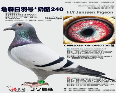 詹森白羽號(hào)/奶酪240