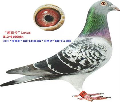 全姐妹“莲花号”