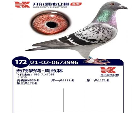 _(gu)HِĹ505Qِ172  	