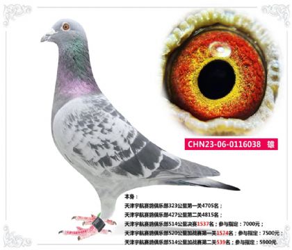 ِ㘷(l)514ӑ(zhn)ِڶP(gun)539   