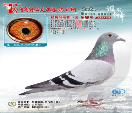 青岛同仁天工加站赛11名