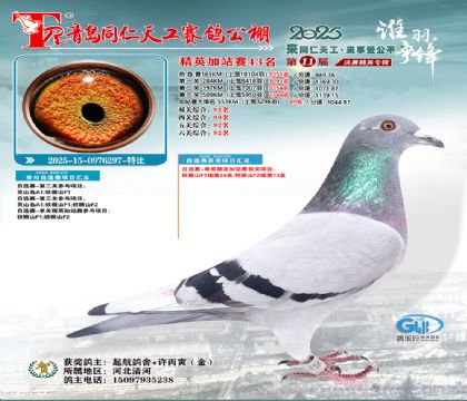 青岛同仁天工加站赛43名