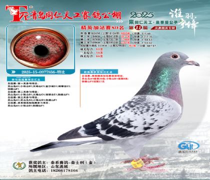 青岛同仁天工加站赛80名